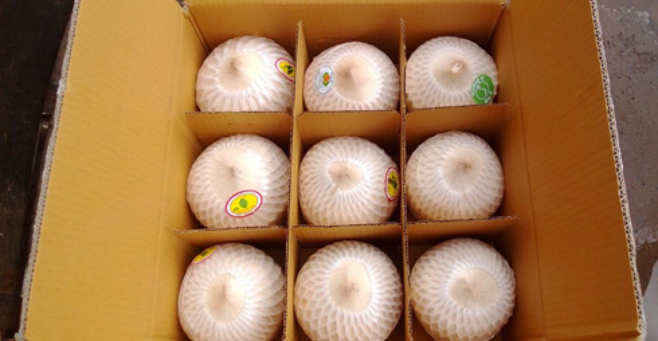 Xuất khẩu dừa Xiêm - Một hướng đi mới cho xuất khẩu.